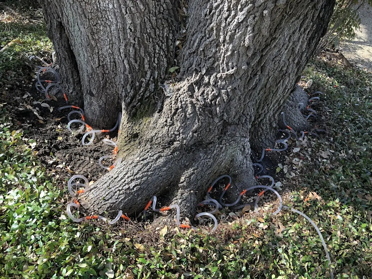 Detailed Tree Cabling and Bracing job site in Mechanic Falls