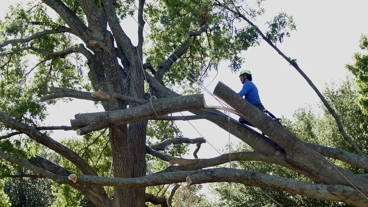 Professional Crown Thinning performed by certified arborists in Mechanic Falls