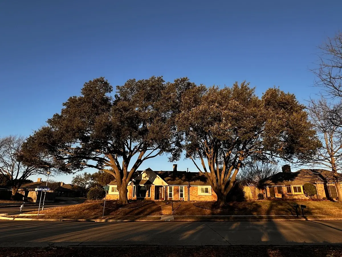 Established residential canopy tree shading a home in Mechanic Falls